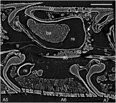 Comparative Morphology of the Symbiont Cultivation Glands in the Antennae of Female Digger Wasps of the Genus Philanthus (Hymenoptera: Crabronidae)